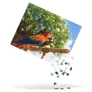 Animal Kingdom Parrot Puzzle