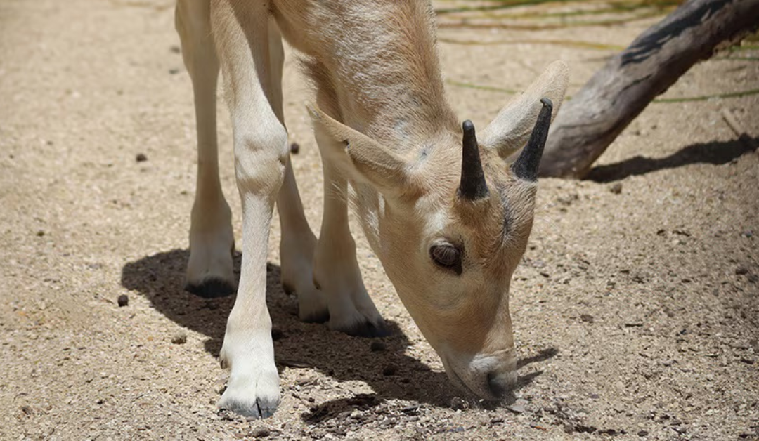 Baby Animals at Disney’s Animal Kingdom: The Latest Updates