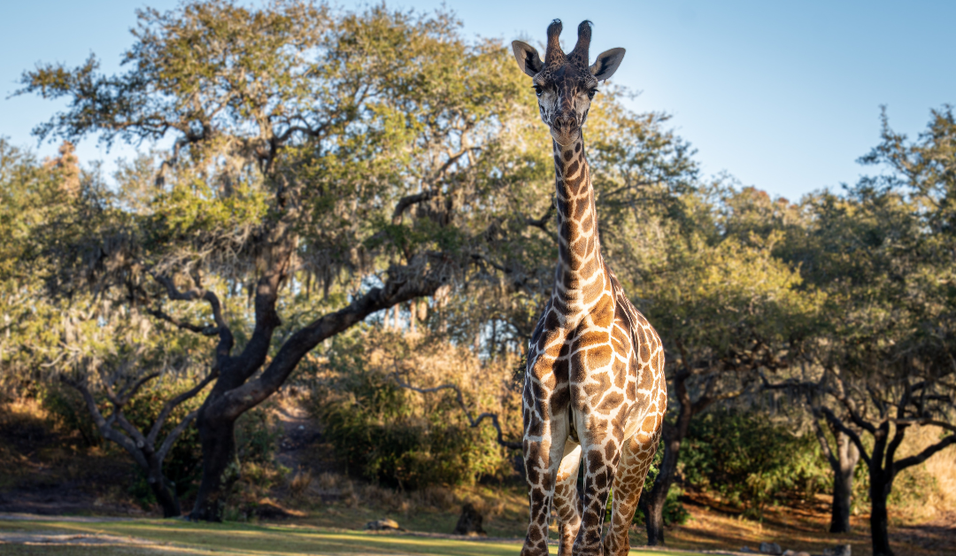 New Disney World Multi-Day Ticket Offer Now Available