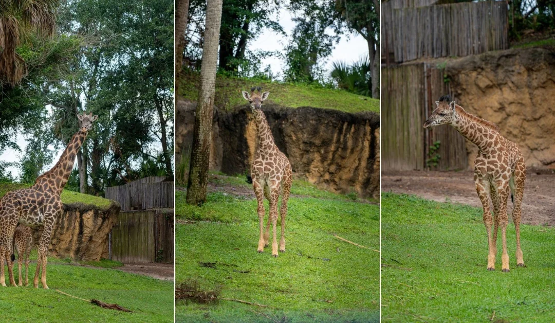 We Got a First Look at Baby Giraffe Ivy’s Debut on Kilimanjaro Safaris — And She Couldn’t Have Been Cuter